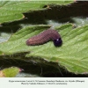 pyrgus armoricanus larva2a